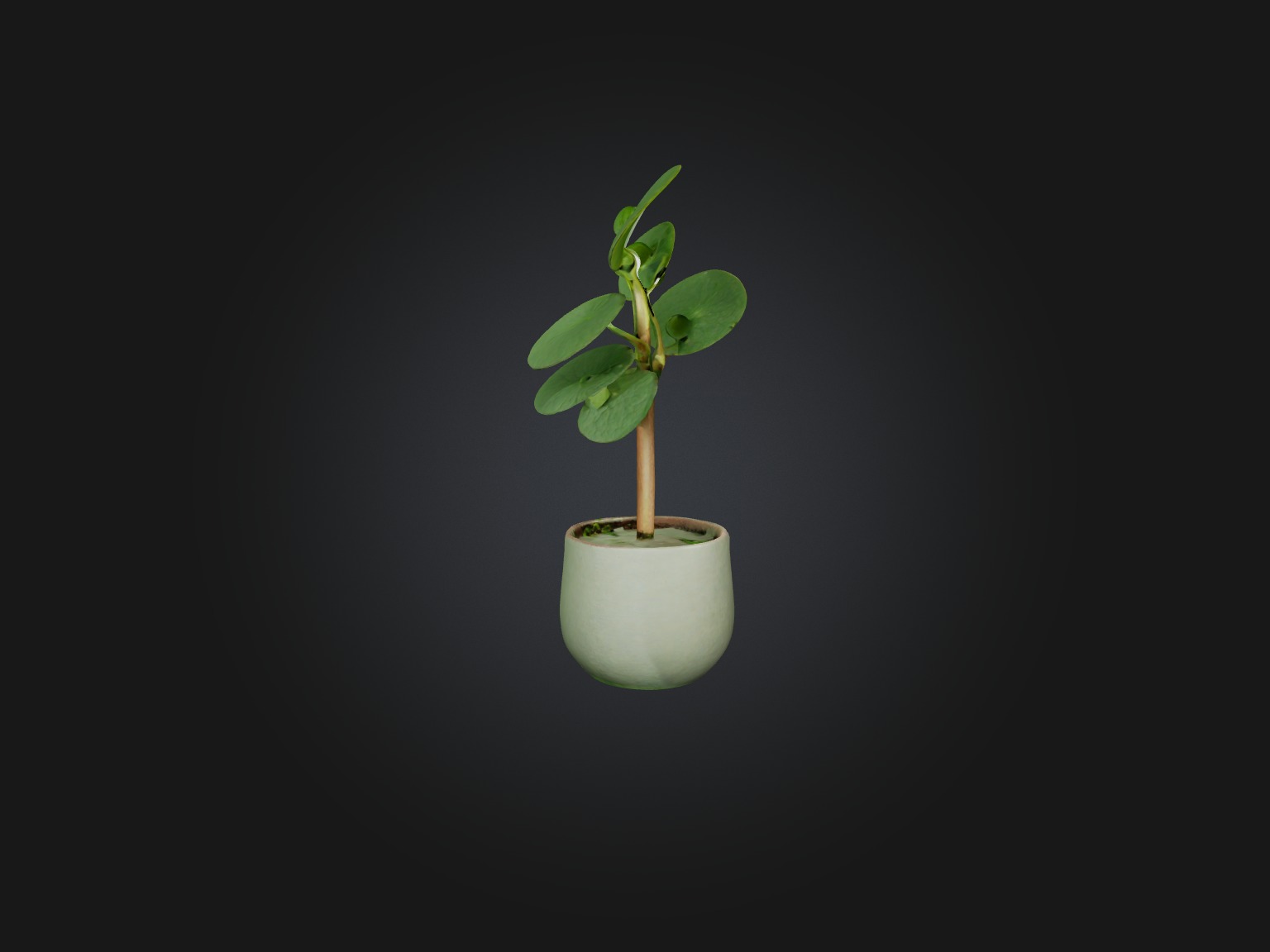 Pilea Peperomioides Model Low-poly 3D model_7