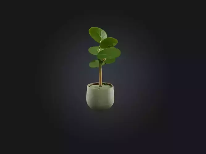 Pilea Peperomioides Model