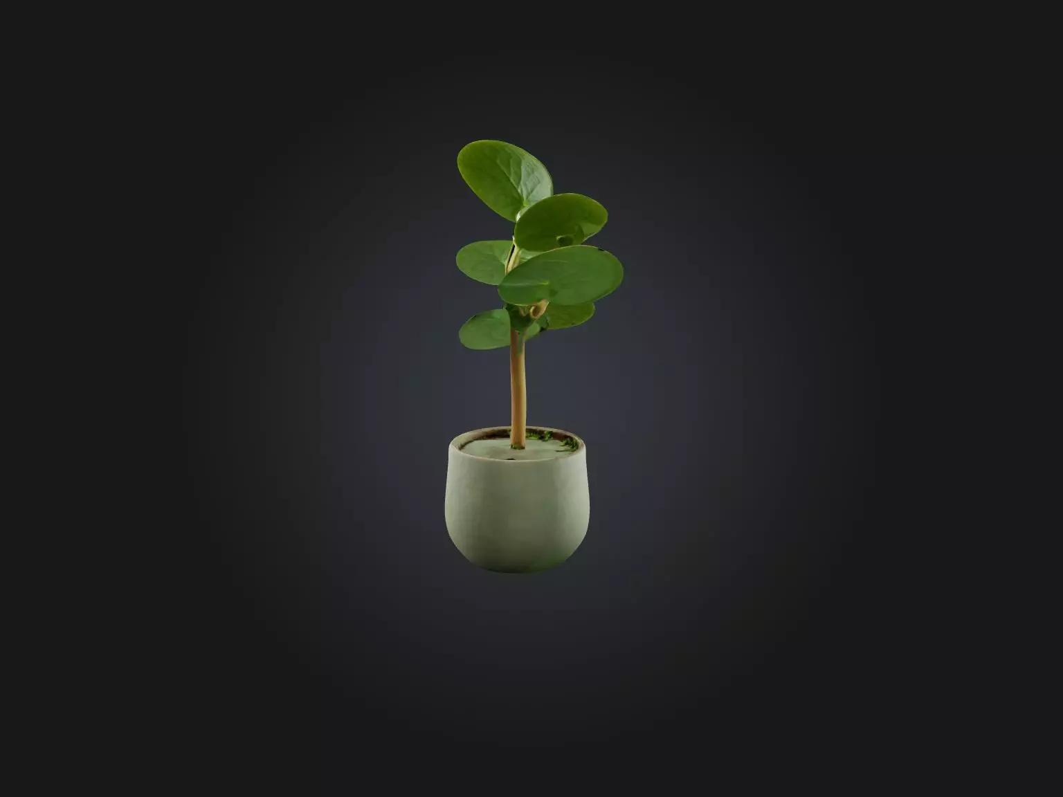Pilea Peperomioides Model Low-poly 3D model_0