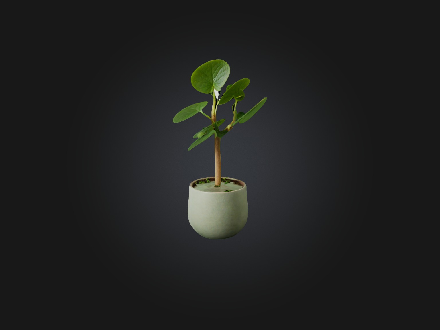 Pilea Peperomioides Model Low-poly 3D model_4