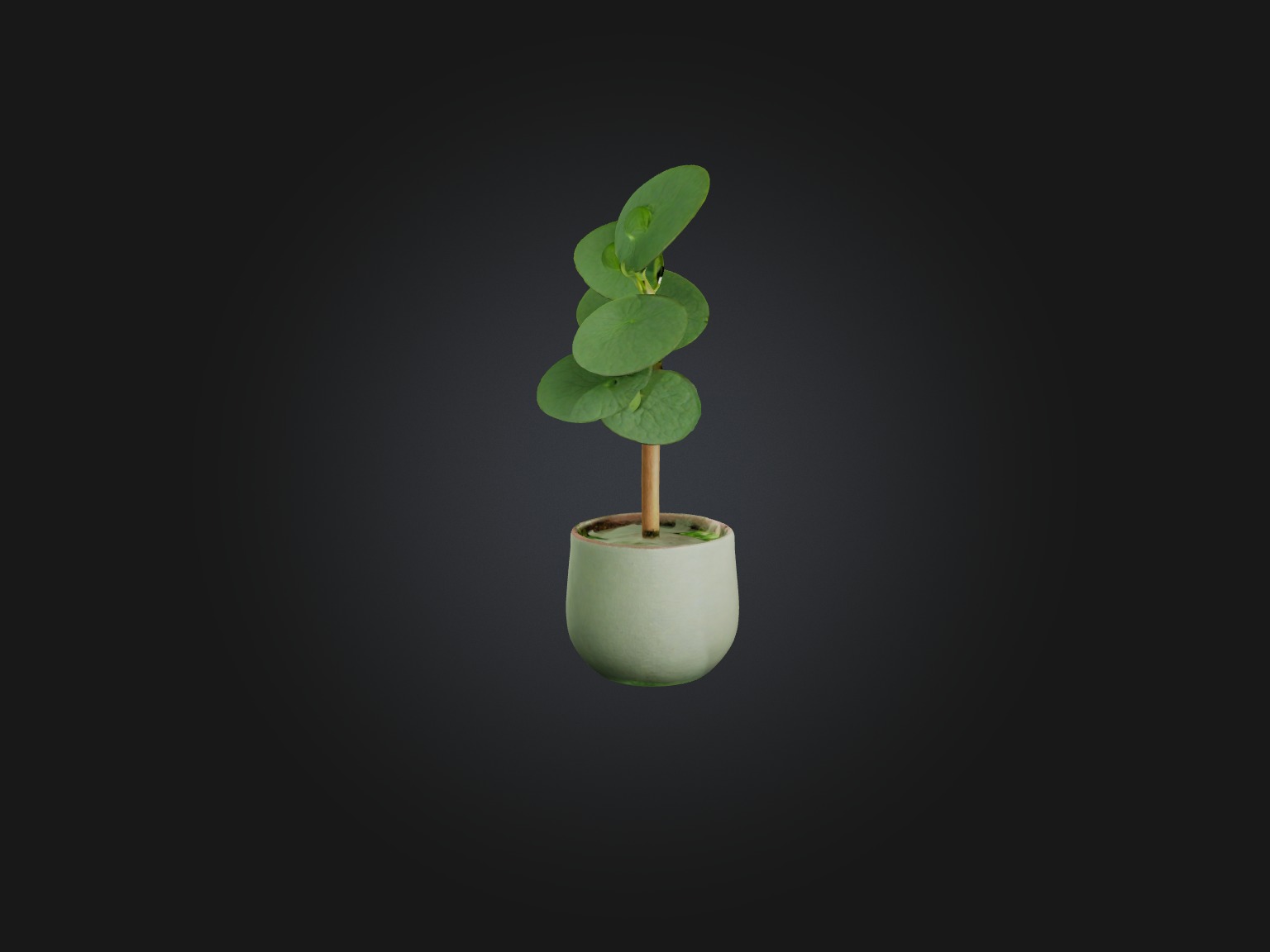 Pilea Peperomioides Model Low-poly 3D model_9