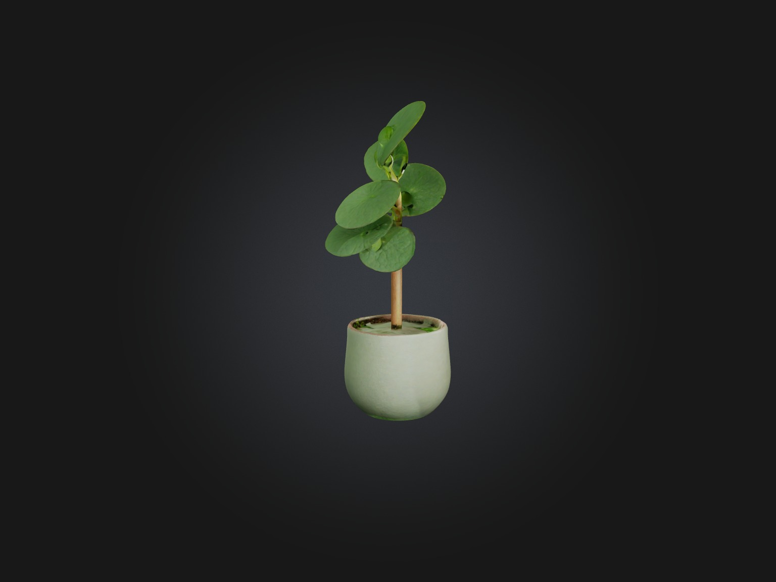 Pilea Peperomioides Model Low-poly 3D model_8