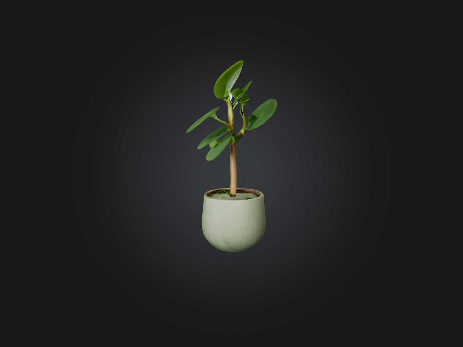 Pilea Peperomioides Model Low-poly 3D model_6