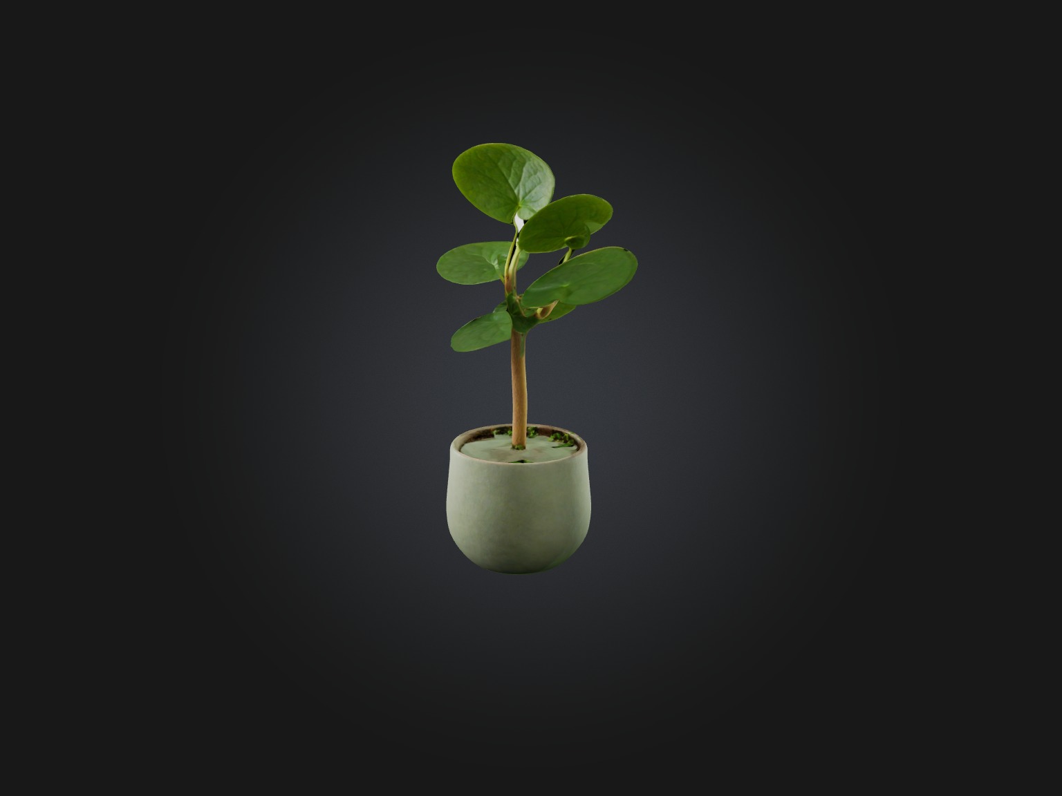Pilea Peperomioides Model Low-poly 3D model_1