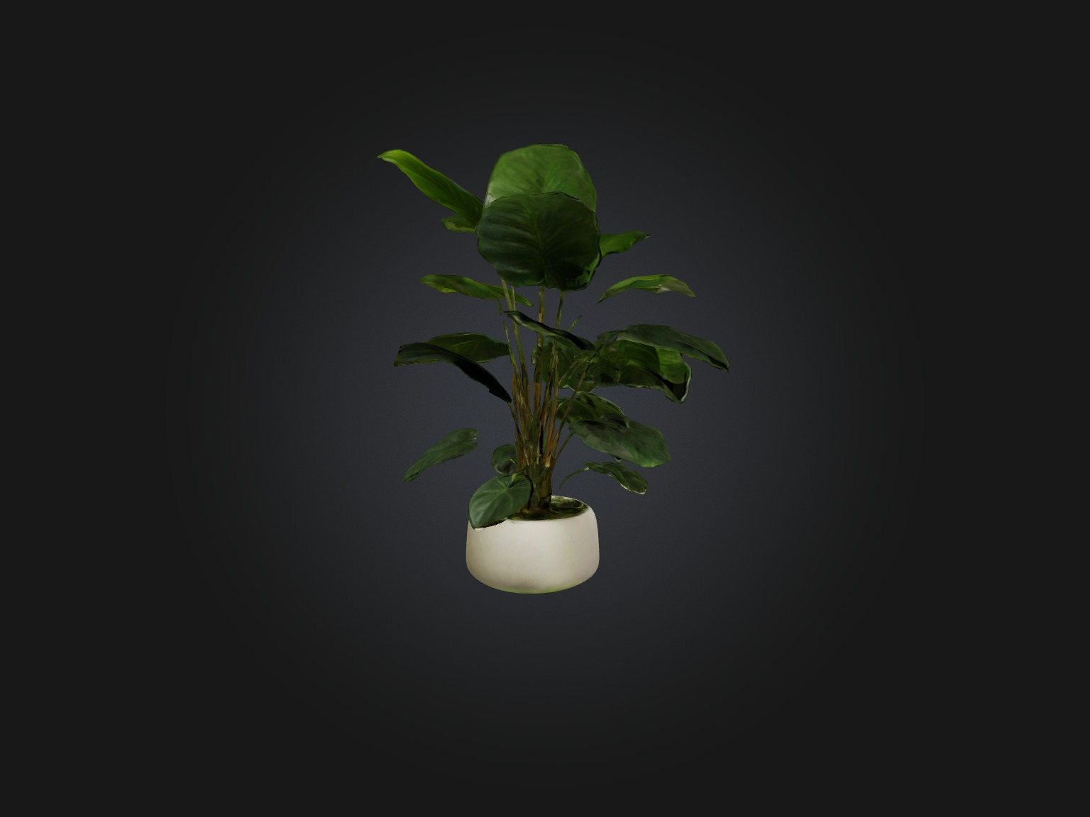 Philodendron Model Low-poly 3D model_9