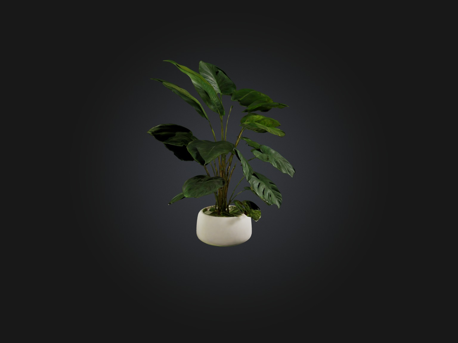 Philodendron Model Low-poly 3D model_5