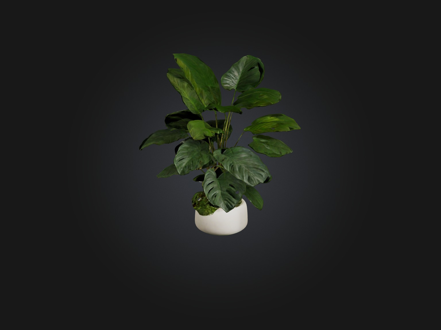 Philodendron Model Low-poly 3D model_1