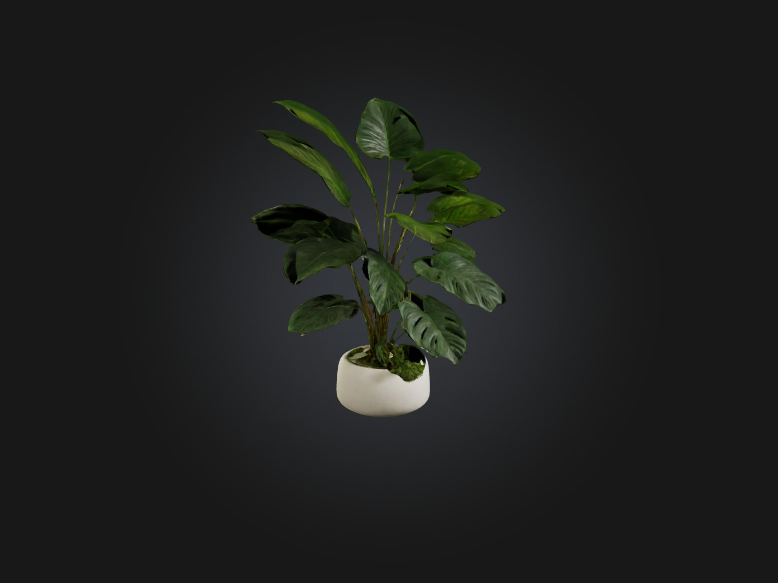 Philodendron Model Low-poly 3D model_4