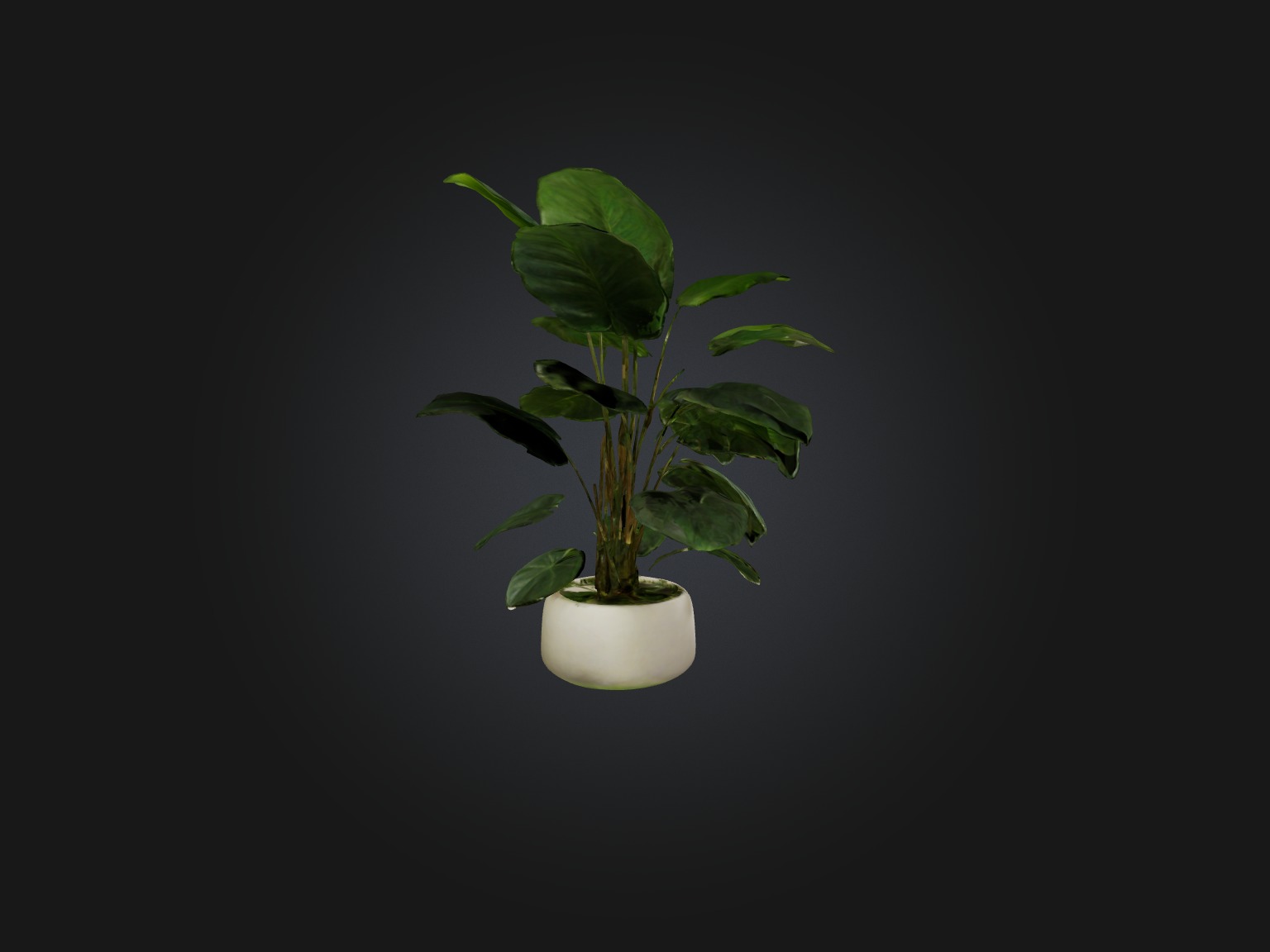 Philodendron Model Low-poly 3D model_8