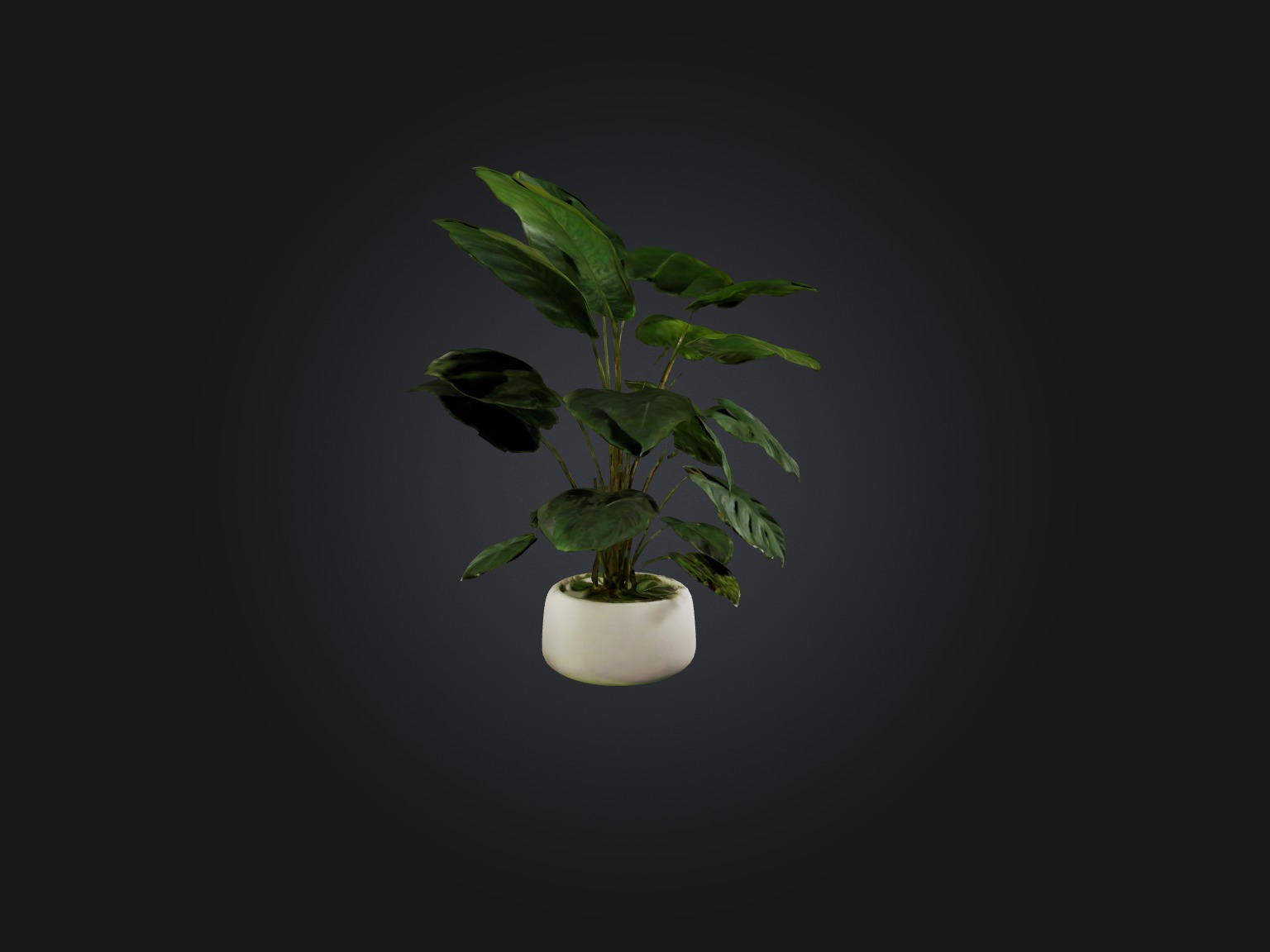 Philodendron Model Low-poly 3D model_6