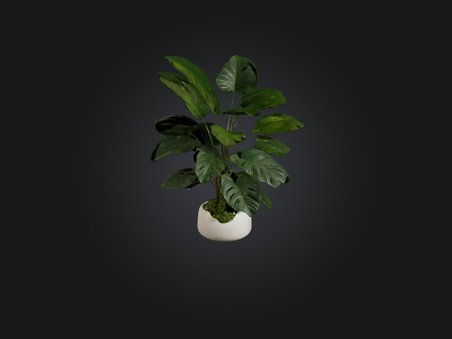 Philodendron Model Low-poly 3D model_3