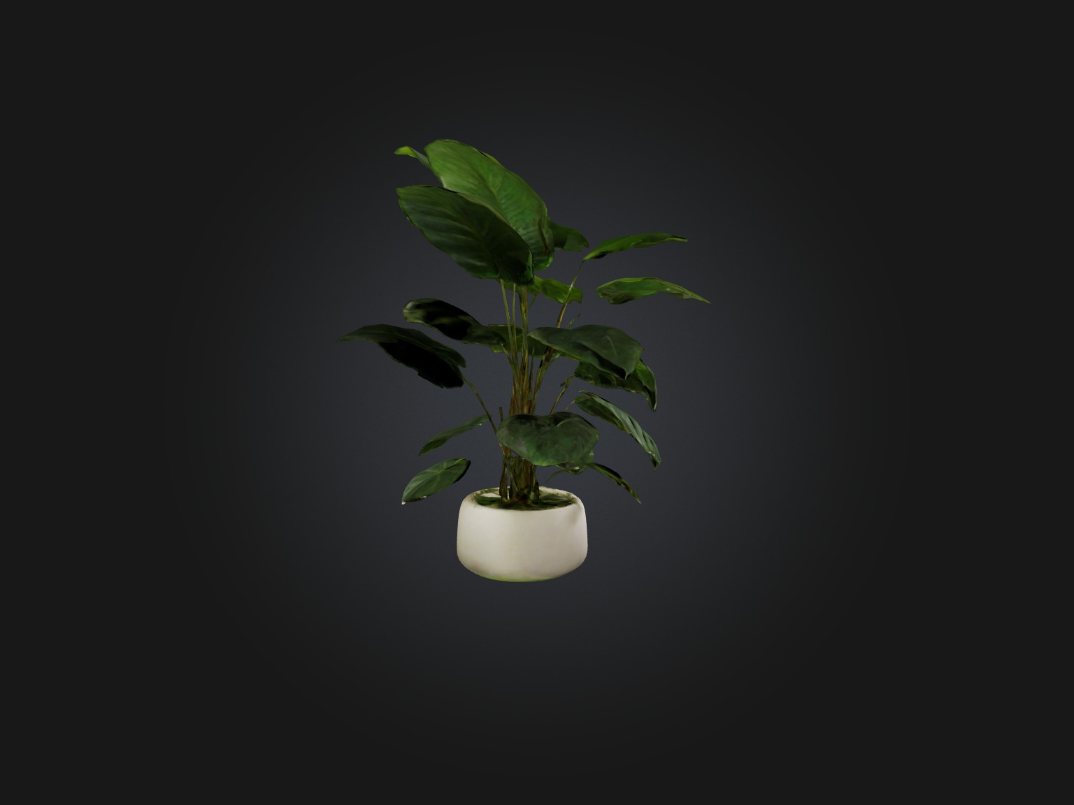 Philodendron Model Low-poly 3D model_7