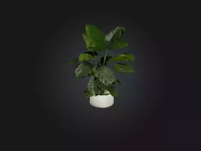 Philodendron Model