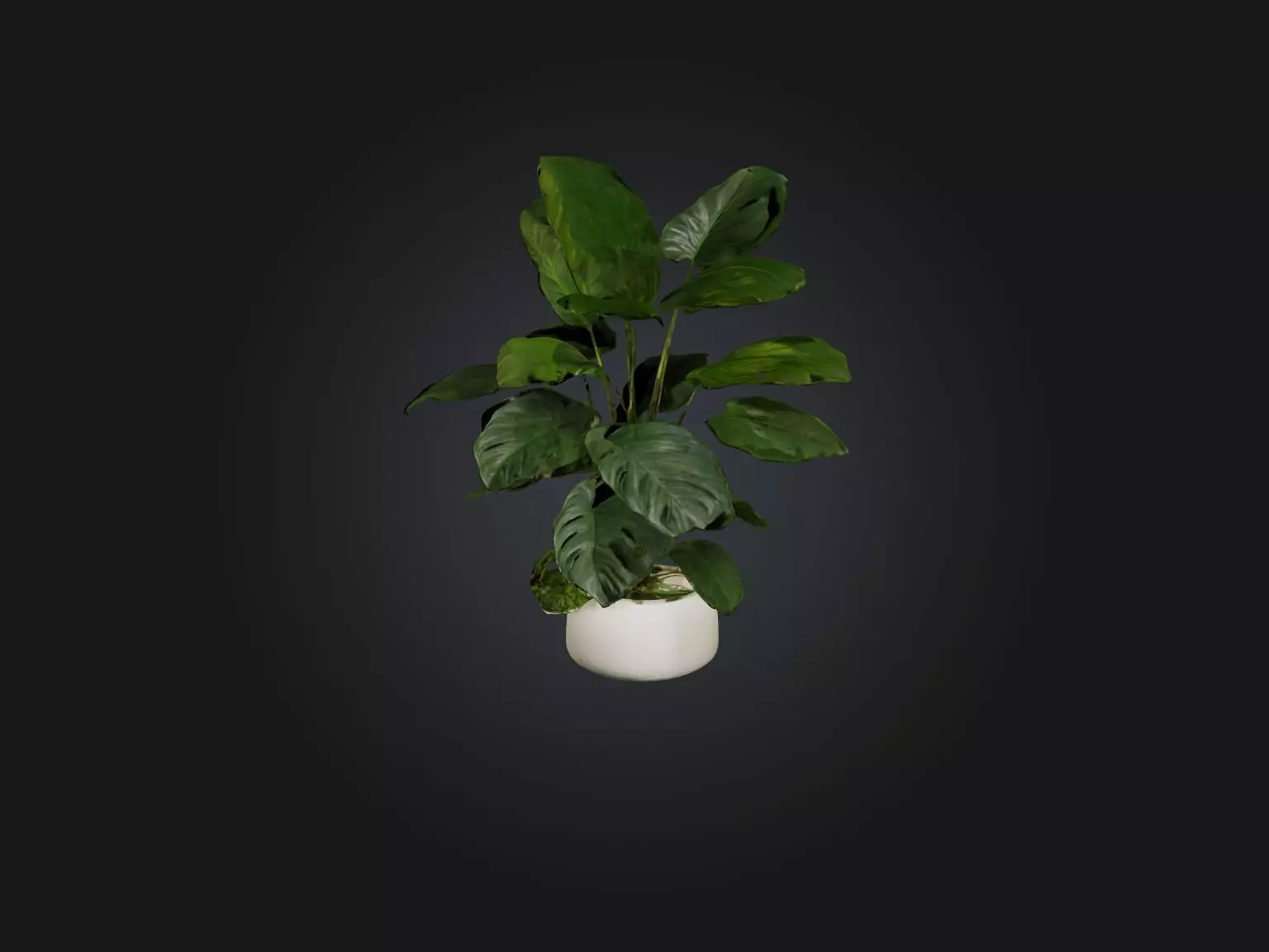 Philodendron Model Low-poly 3D model_0
