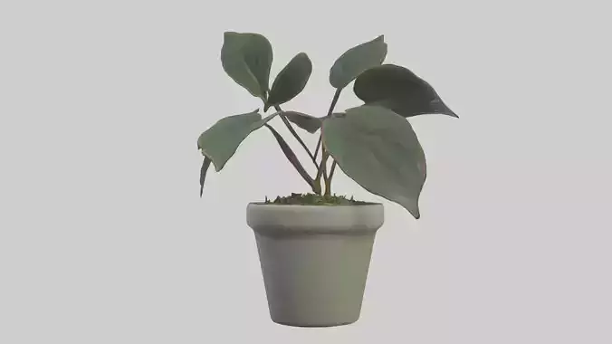 Peperomia Model