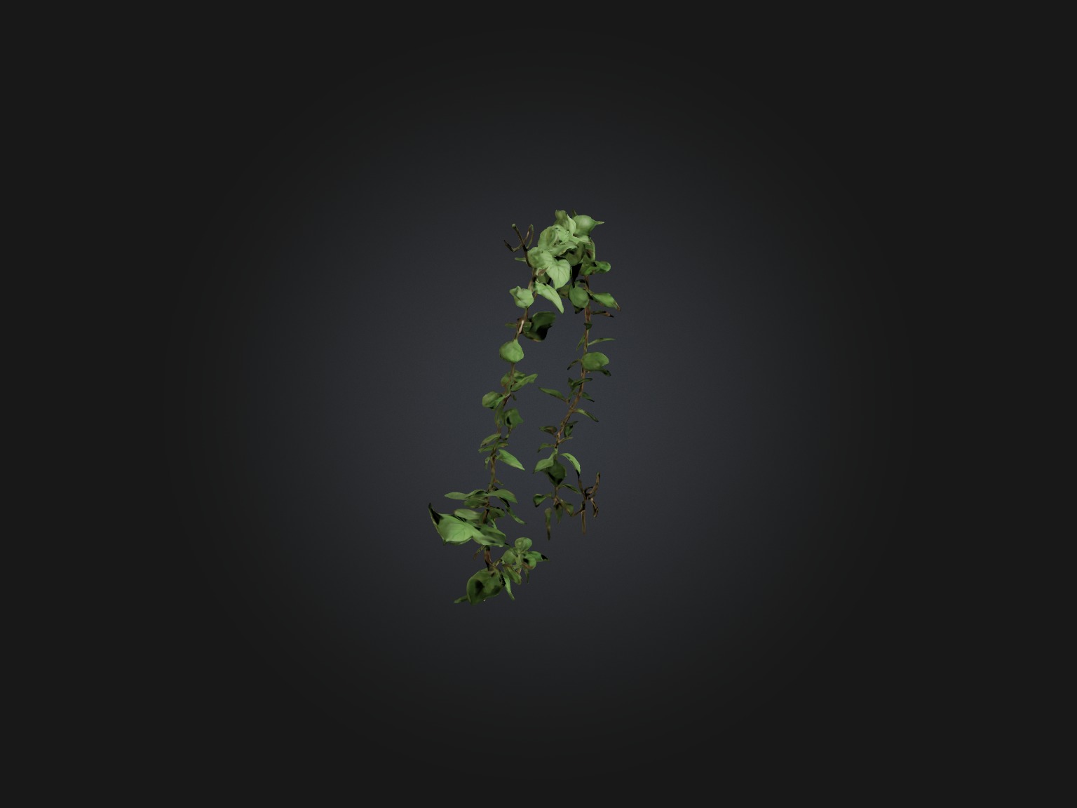 Peace Vine Model Low-poly 3D model_13