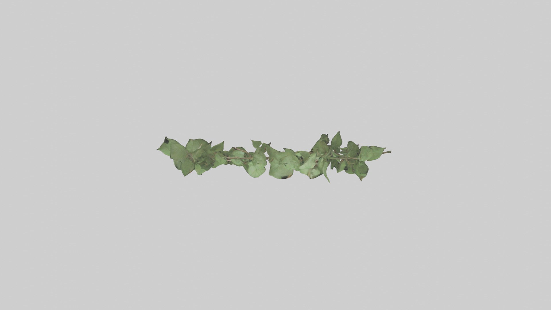 Peace Vine Model Low-poly 3D model_14