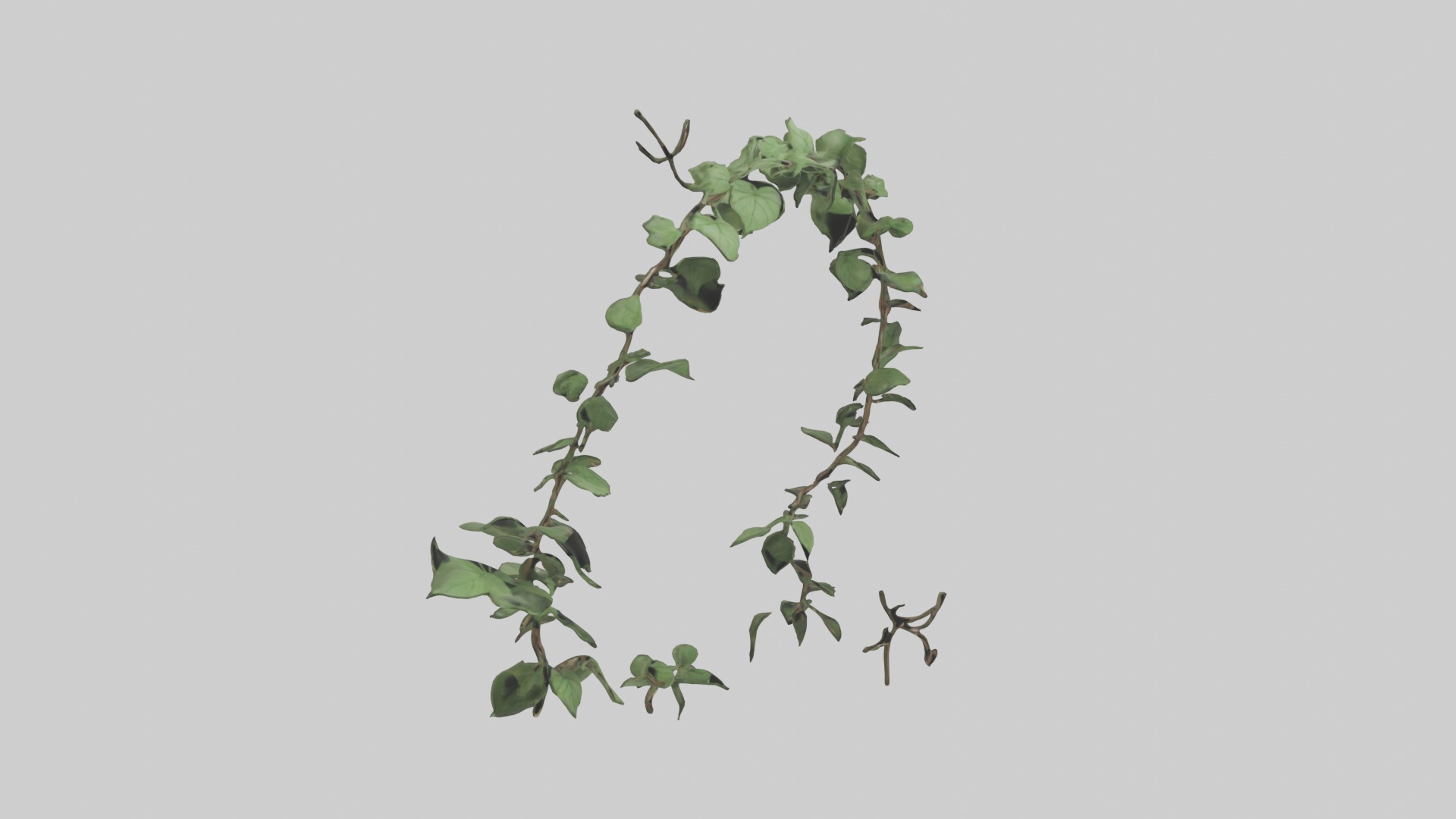 Peace Vine Model Low-poly 3D model_19