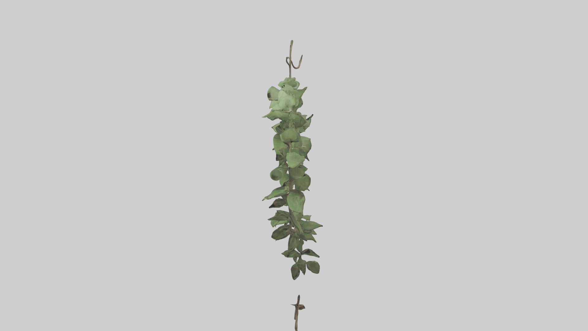 Peace Vine Model Low-poly 3D model_4