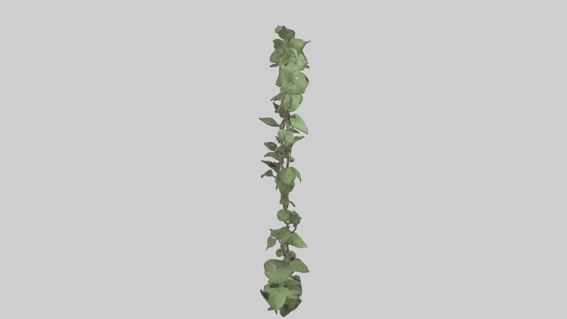 Peace Vine Model Low-poly 3D model_5
