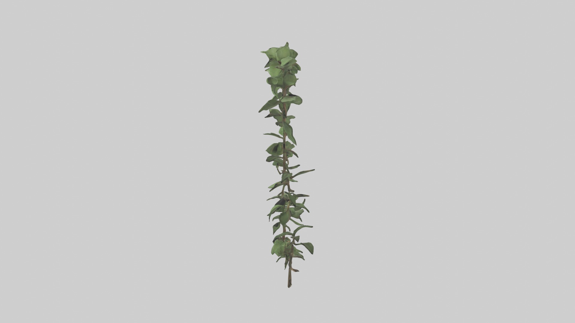 Peace Vine Model Low-poly 3D model_2