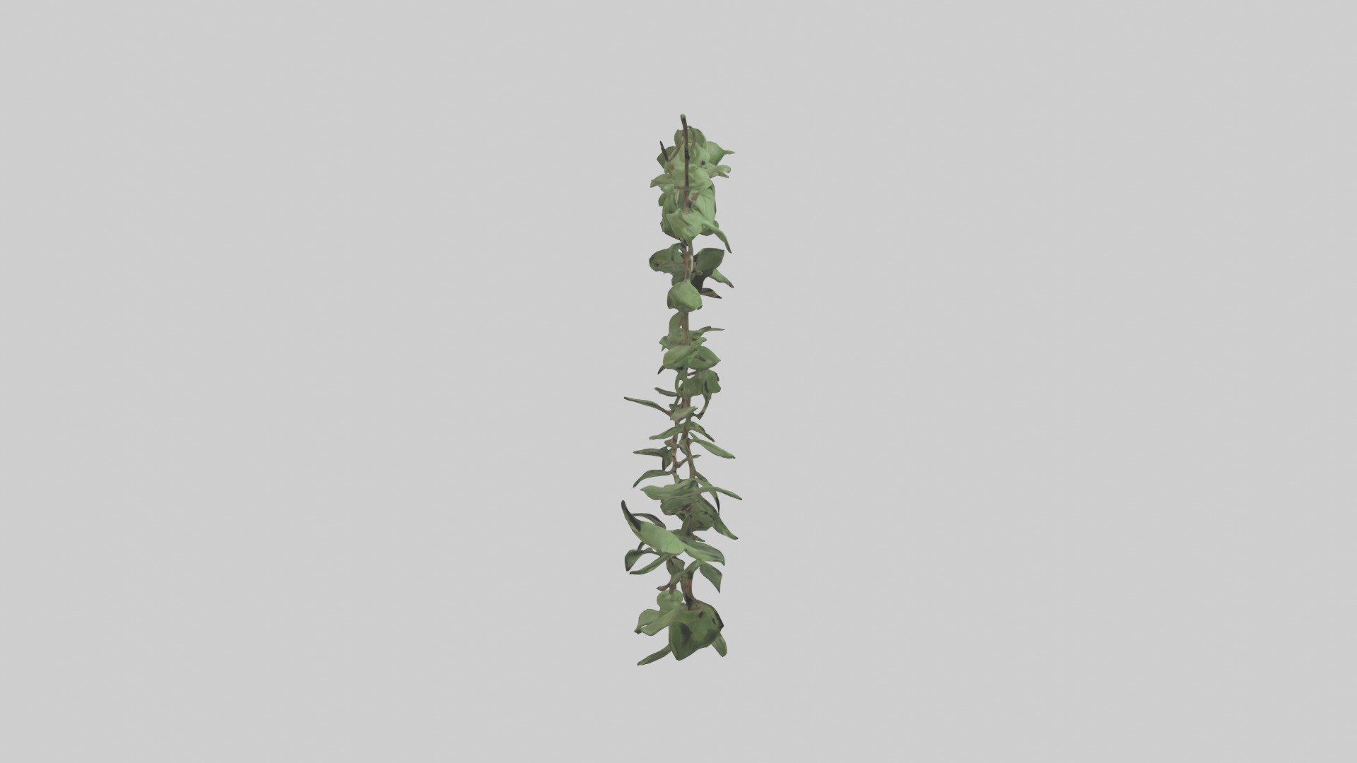 Peace Vine Model Low-poly 3D model_18