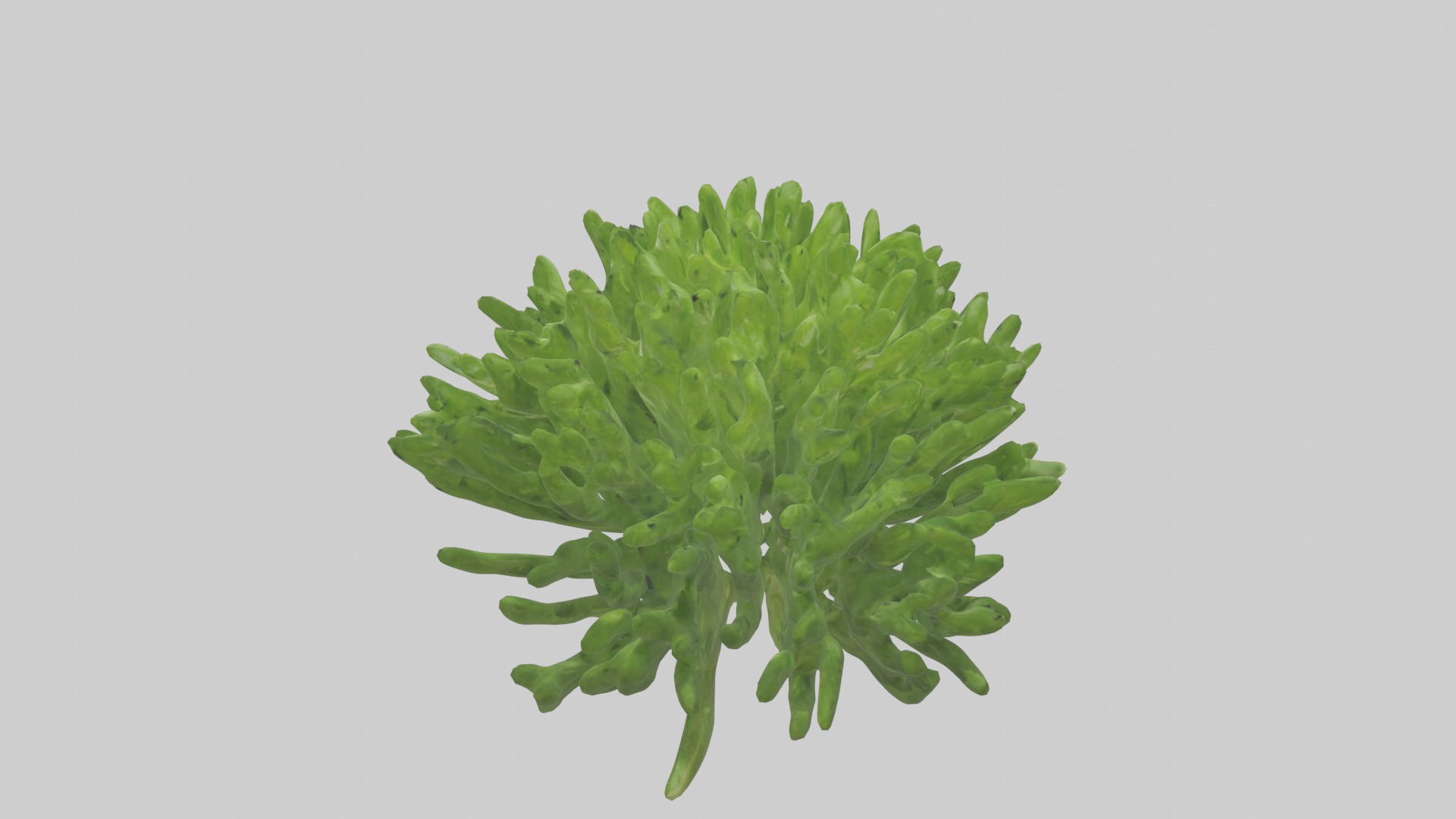 Parsley Model Low-poly 3D model_12