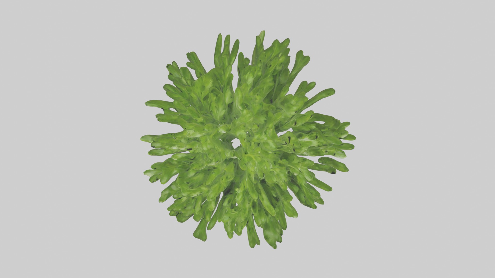 Parsley Model Low-poly 3D model_13