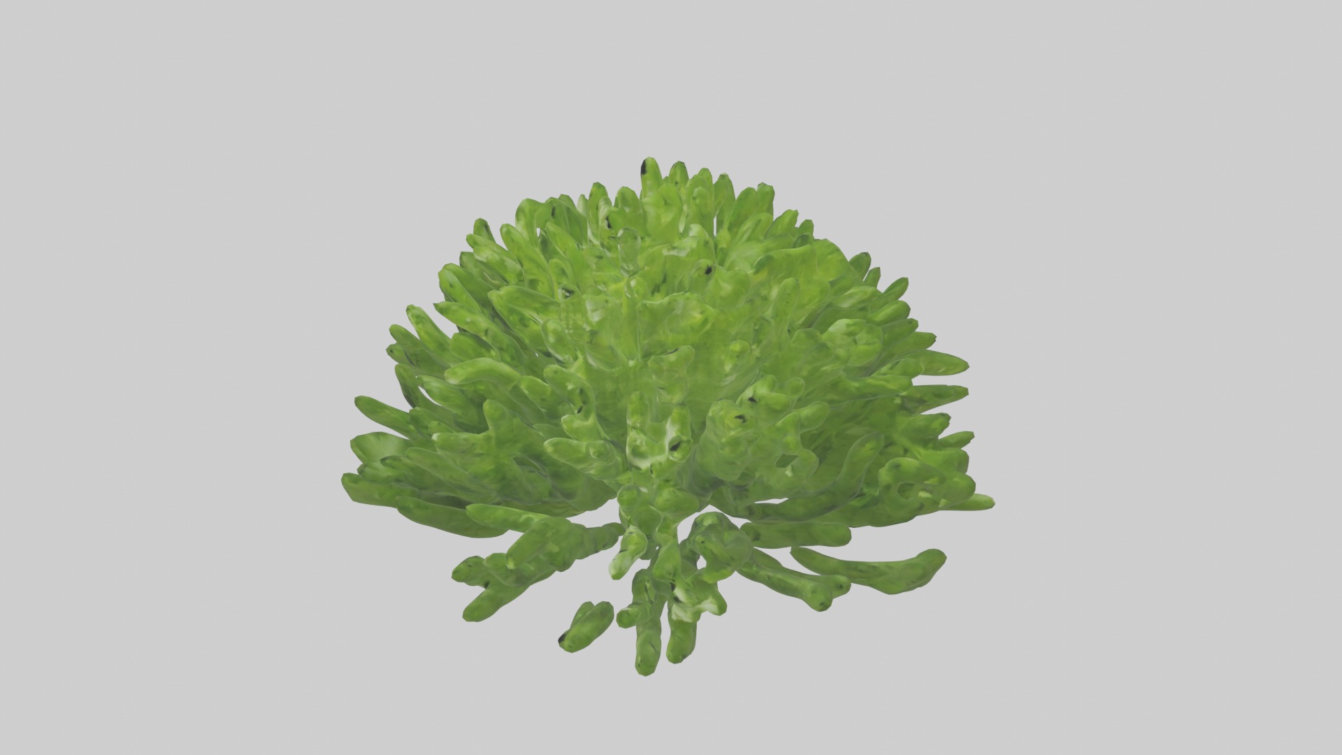Parsley Model Low-poly 3D model_16