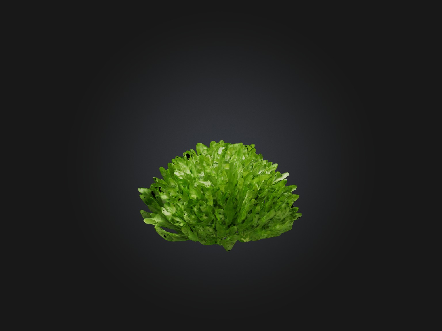 Parsley Model Low-poly 3D model_1
