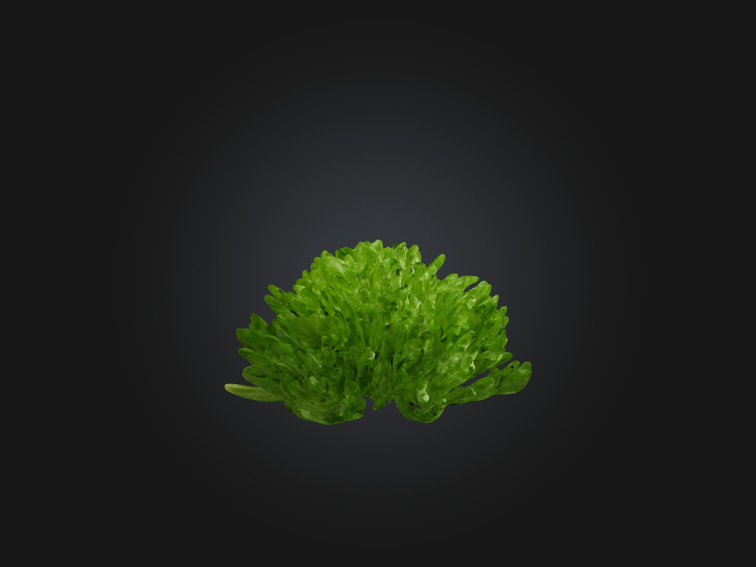 Parsley Model Low-poly 3D model_3