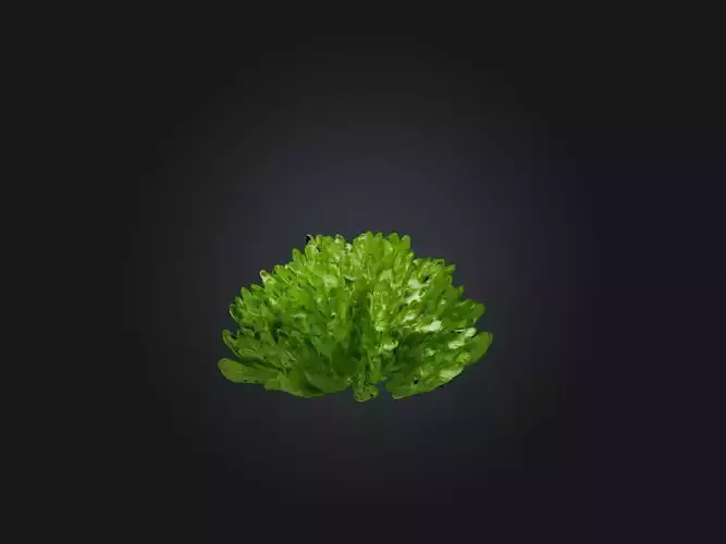 Parsley Model