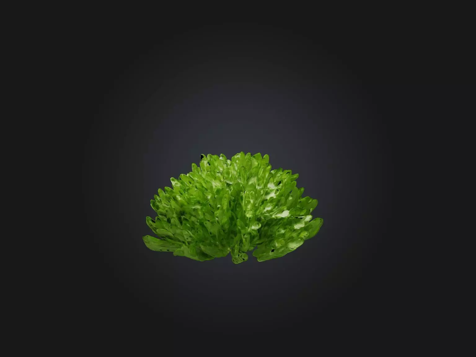 Parsley Model Low-poly 3D model_0