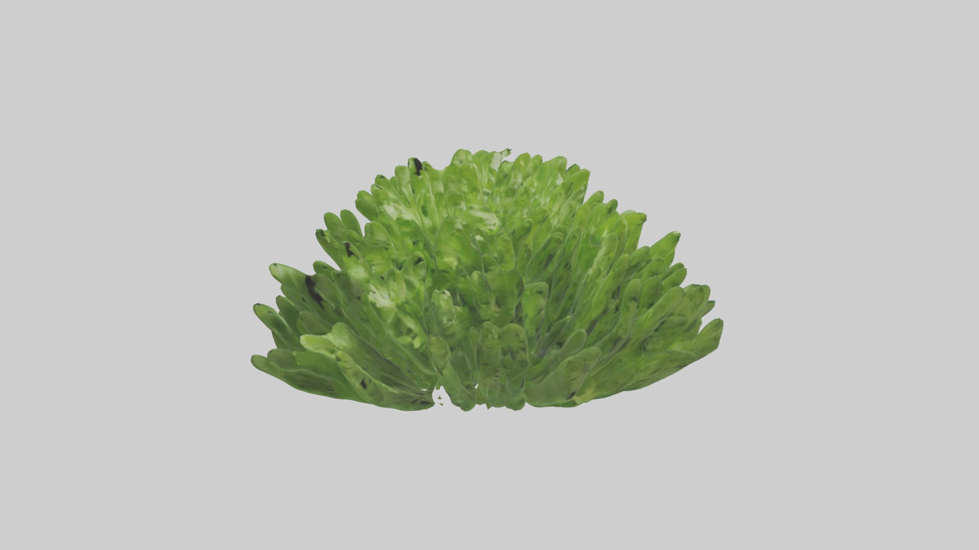Parsley Model Low-poly 3D model_2