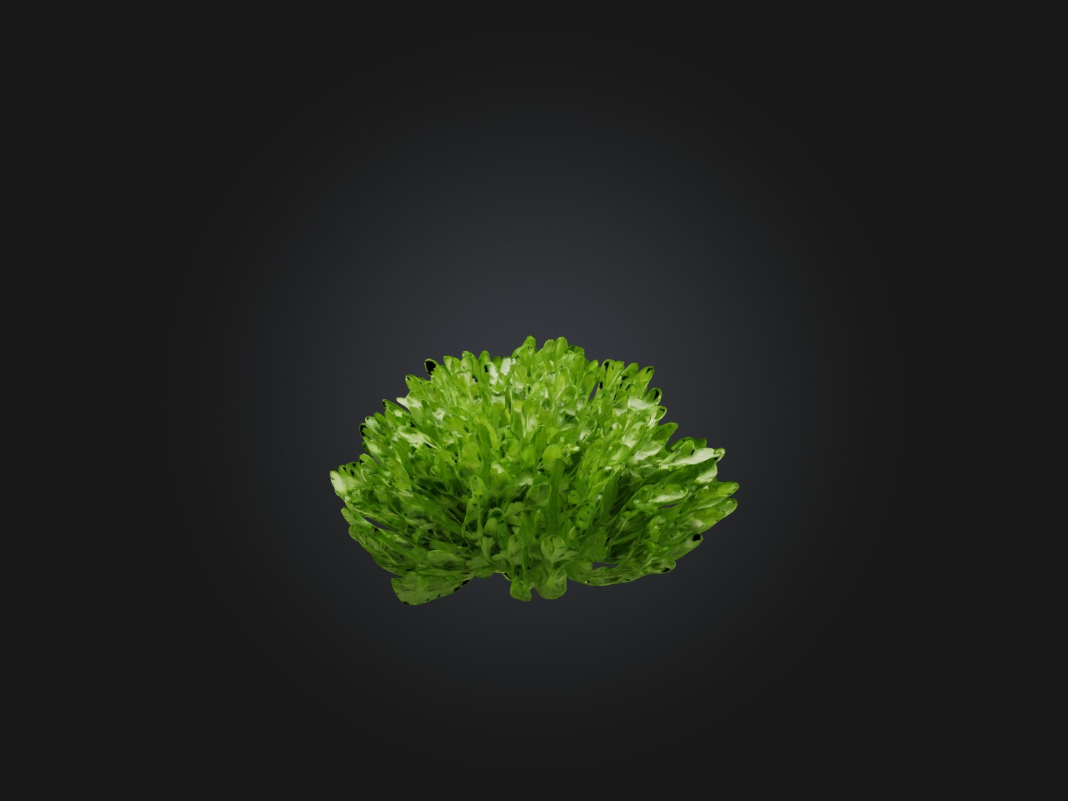 Parsley Model Low-poly 3D model_9