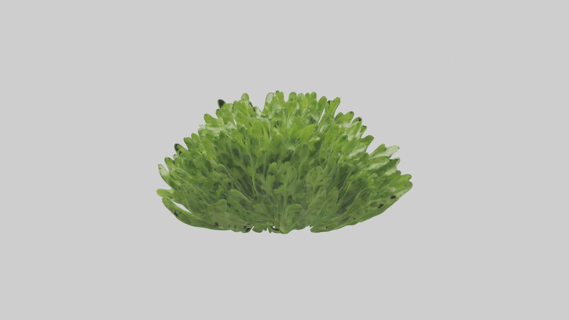 Parsley Model Low-poly 3D model_14