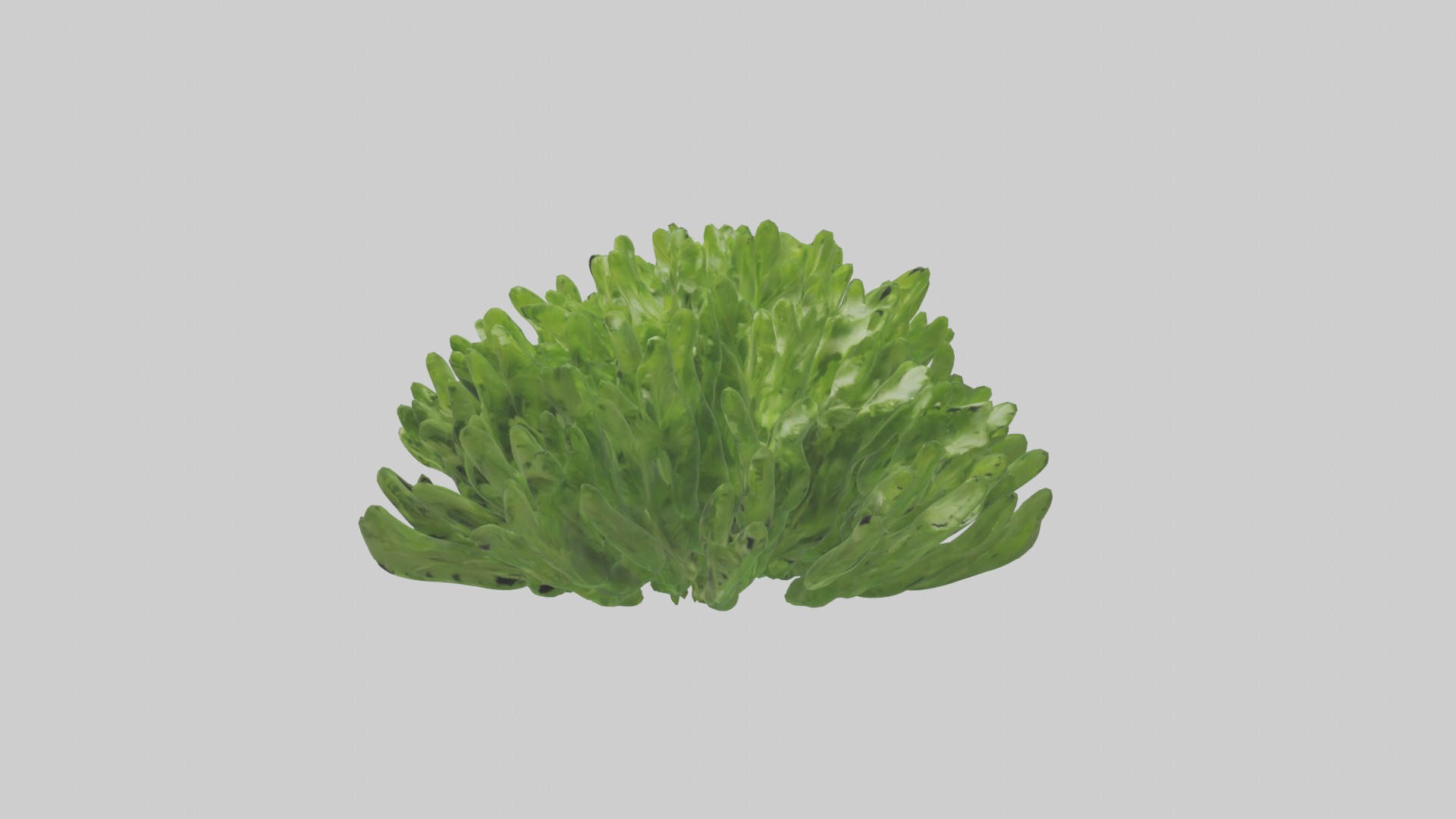 Parsley Model Low-poly 3D model_11