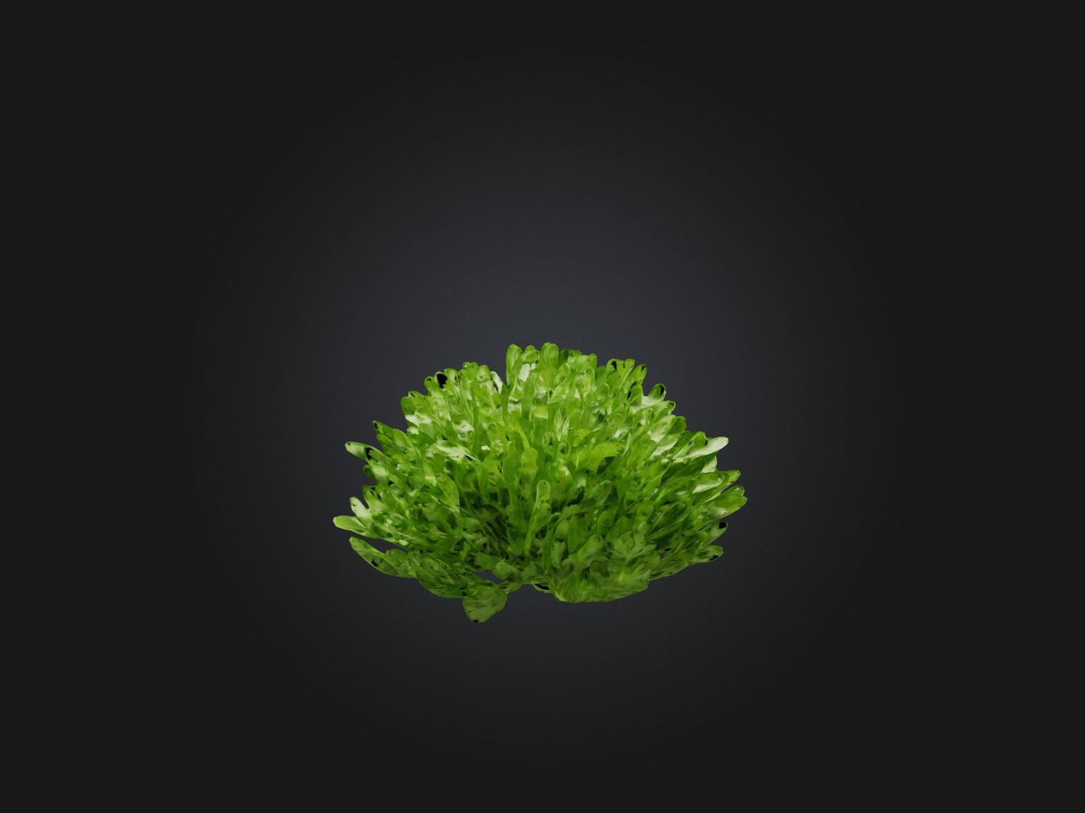 Parsley Model Low-poly 3D model_4