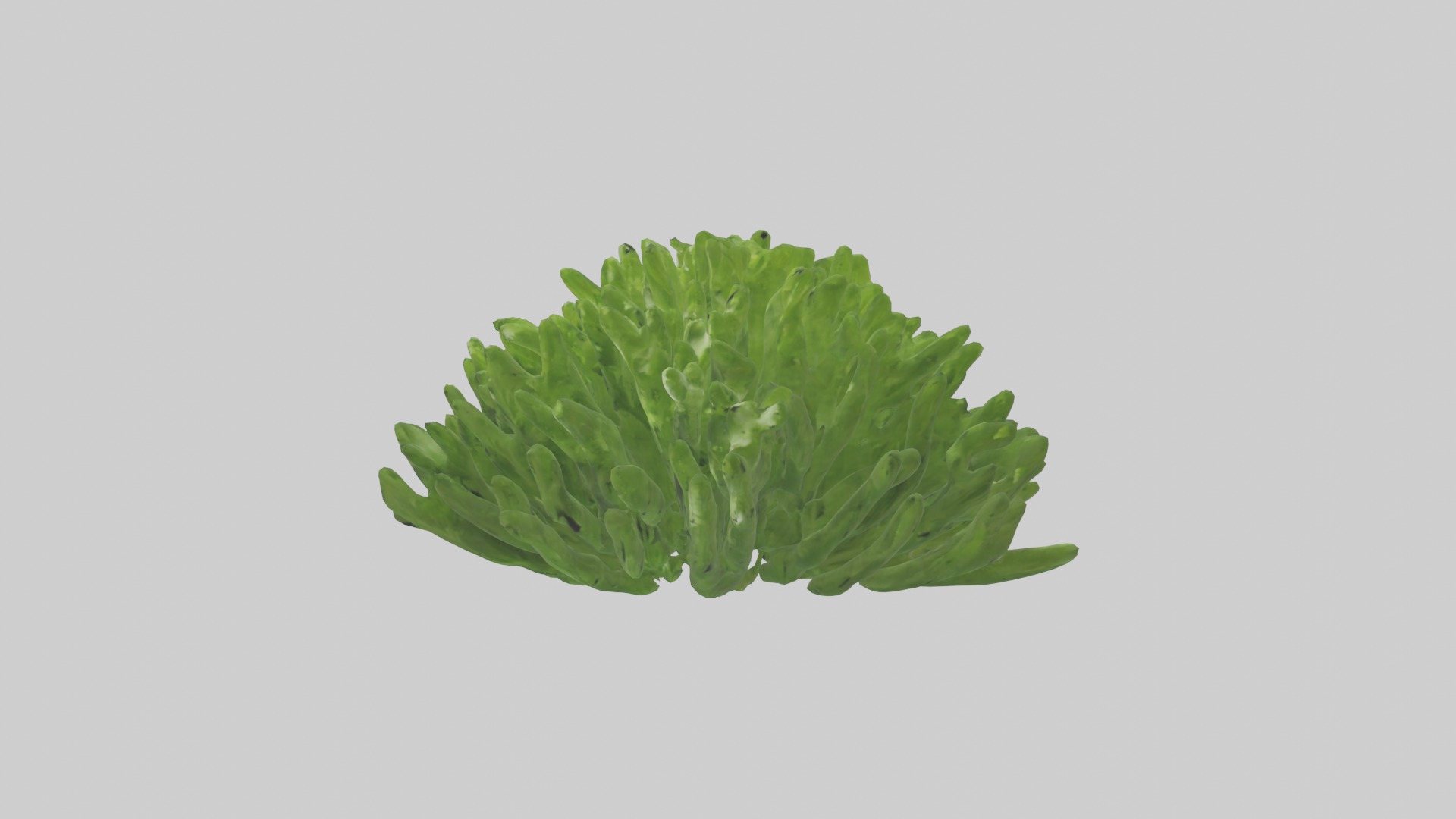 Parsley Model Low-poly 3D model_15