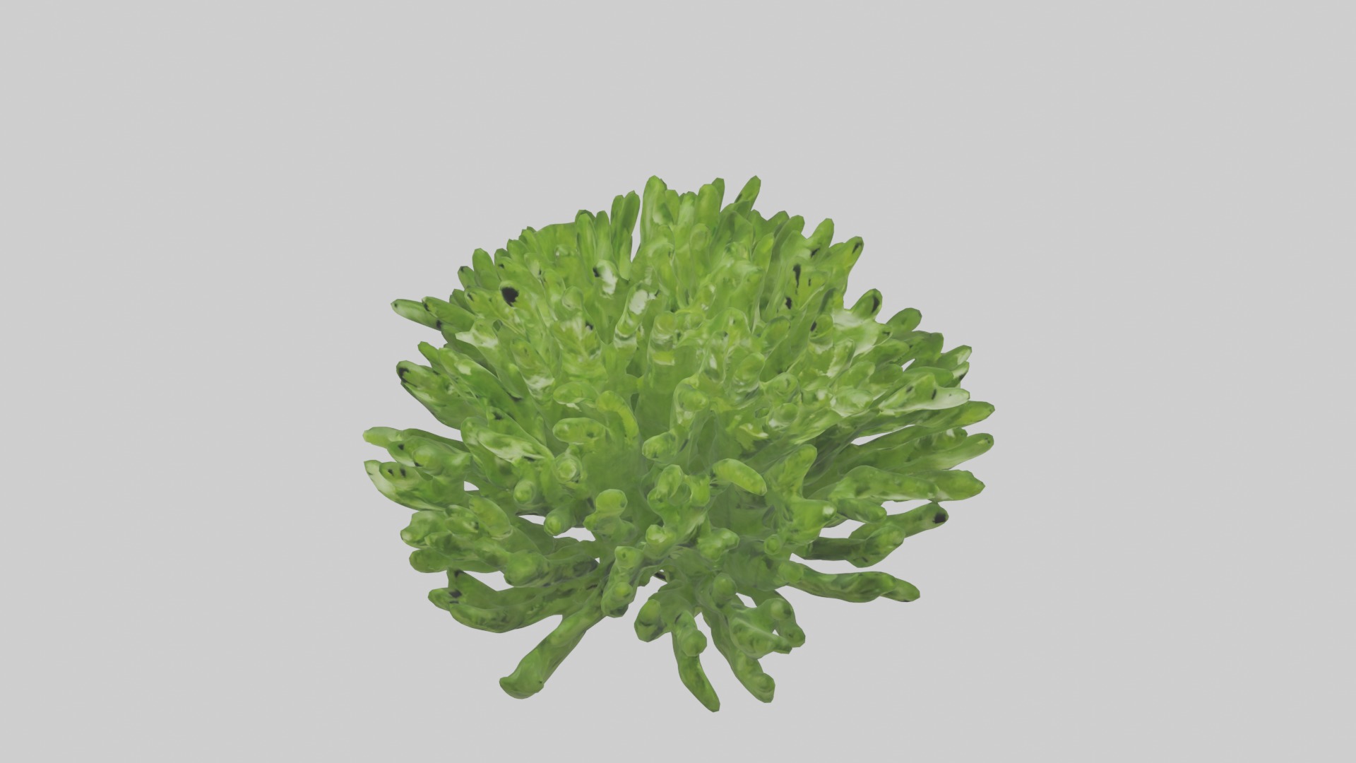 Parsley Model Low-poly 3D model_17
