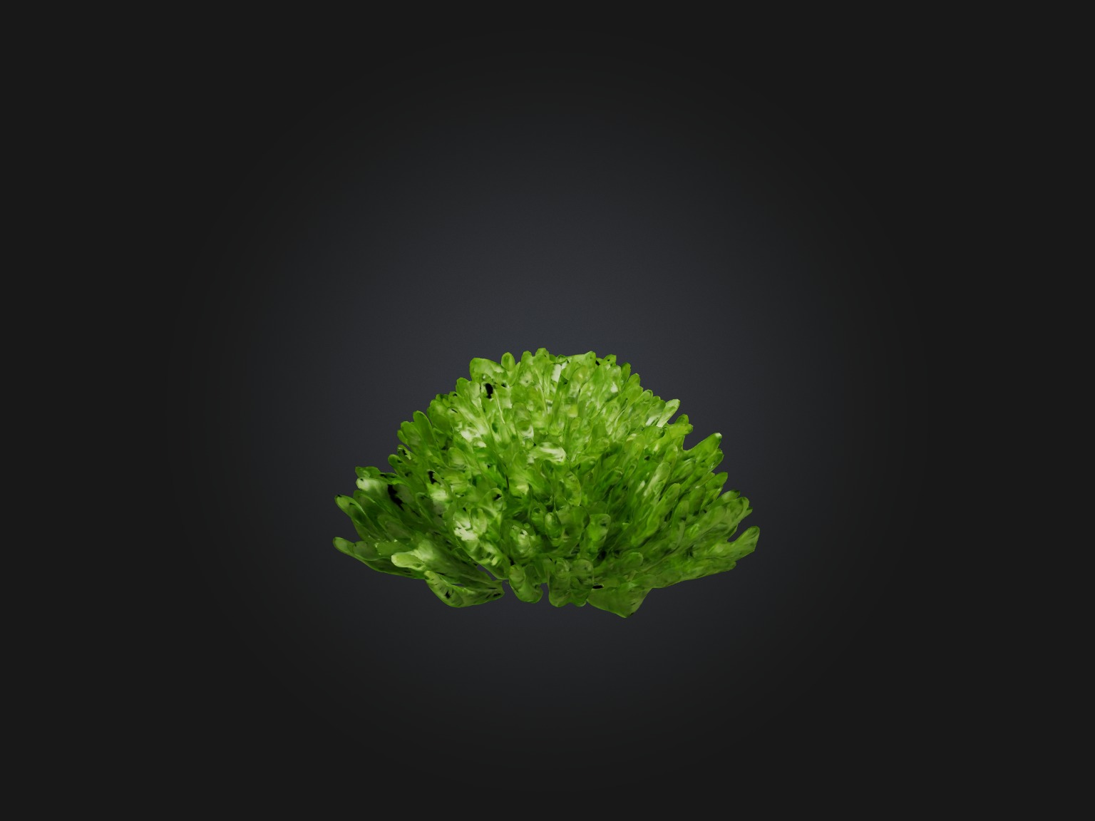 Parsley Model Low-poly 3D model_10