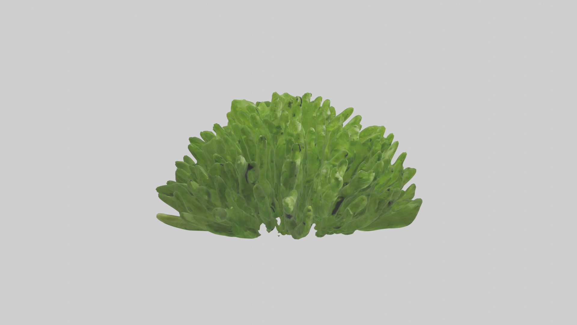 Parsley Model Low-poly 3D model_5
