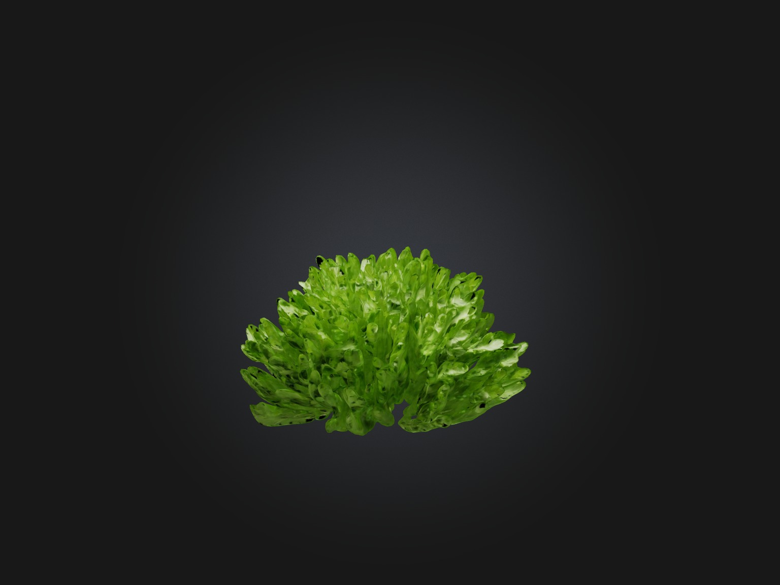 Parsley Model Low-poly 3D model_7
