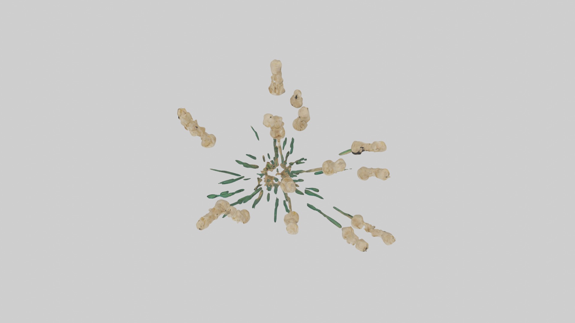 Papyrus Plant Model Low-poly 3D model_12