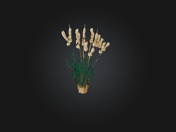 Papyrus Plant Model Low-poly 3D model