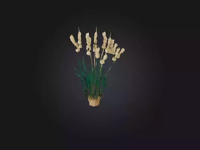 Papyrus Plant Model