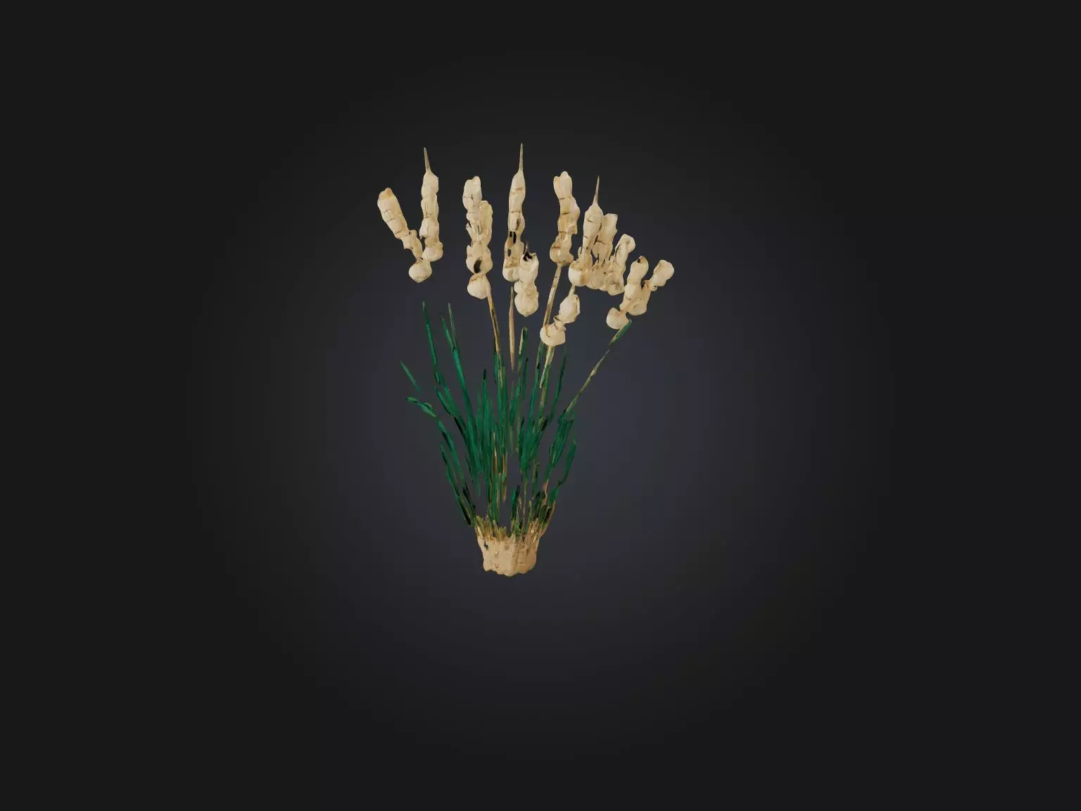 Papyrus Plant Model Low-poly 3D model_0