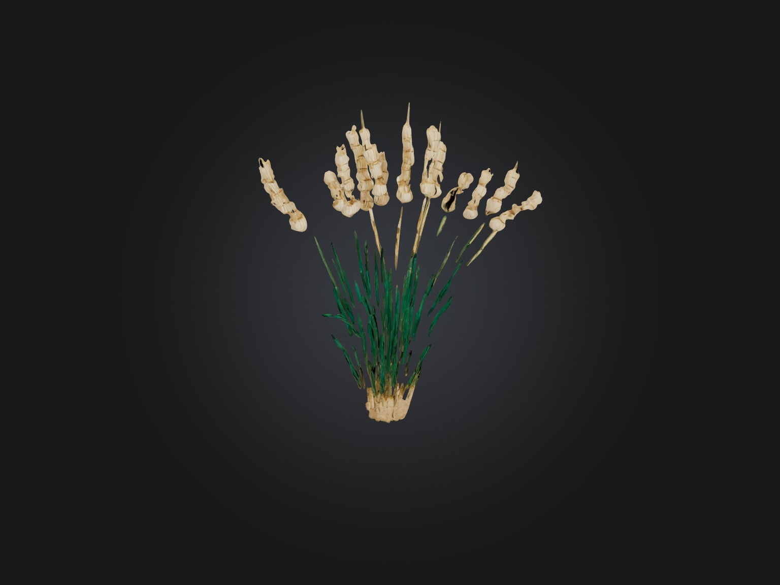 Papyrus Plant Model Low-poly 3D model_1