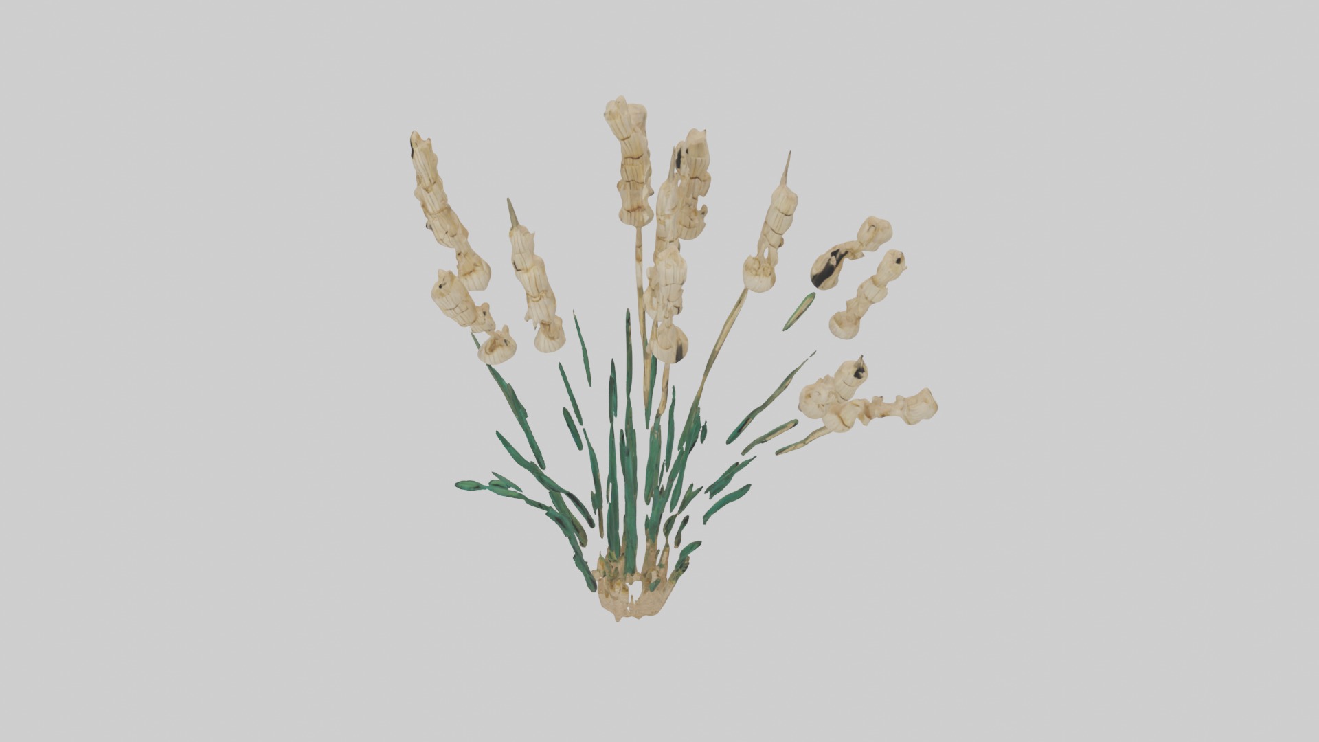 Papyrus Plant Model Low-poly 3D model_16