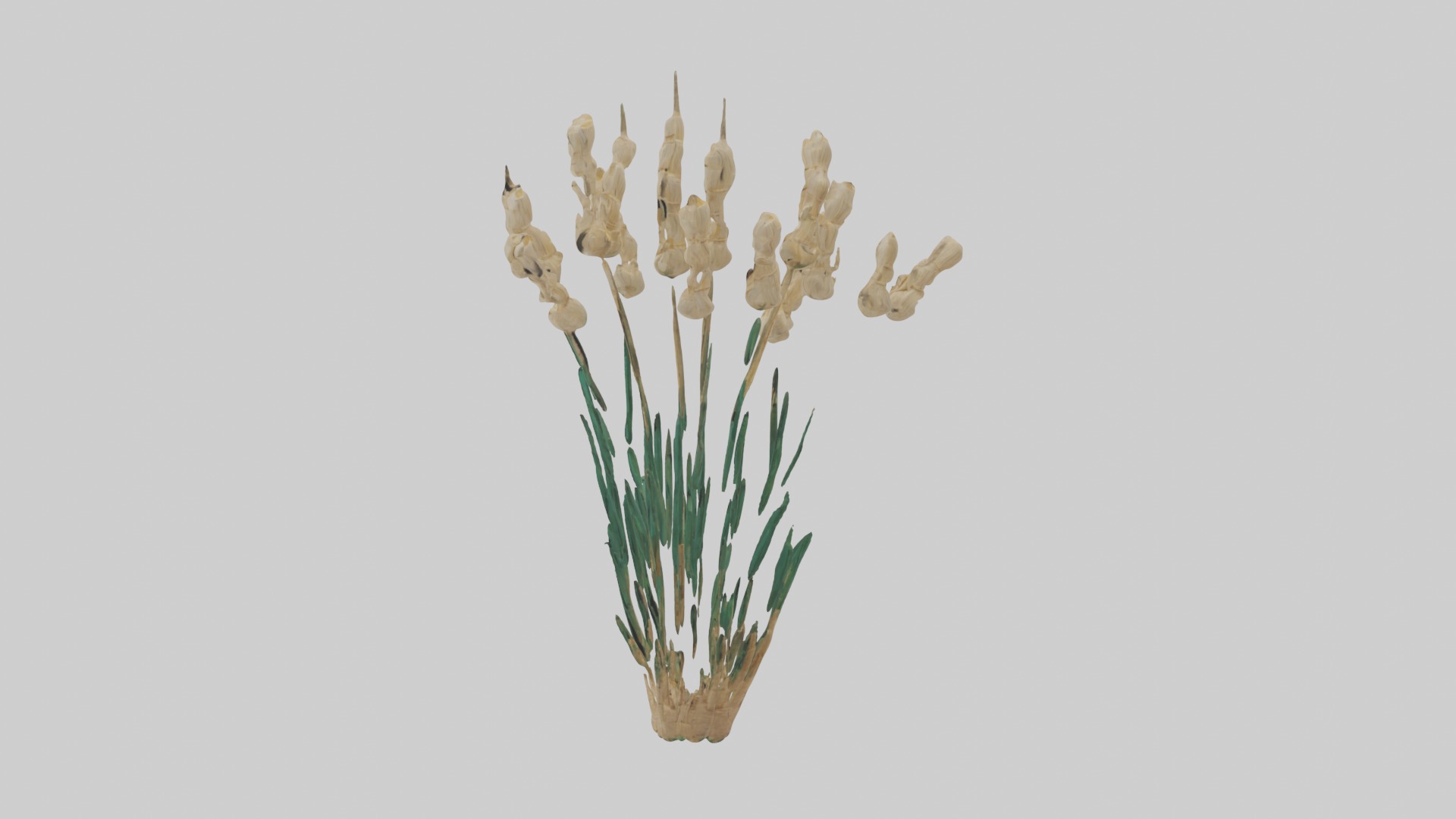 Papyrus Plant Model Low-poly 3D model_17